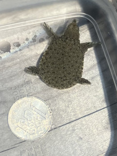 【画像】ゼニガメ拾ってきたから飼うでｗｗｗ