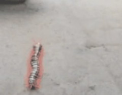 デカすぎるムカデ、発見されるwwwwwwwwwwwwww