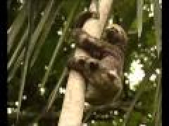 【悲報】動けなさすぎて死んでしまうナマケモノｗｗｗｗその理由がこれｗｗｗｗｗ