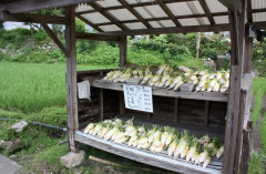 【悲報】野菜の「無人販売所」が閉鎖に追い込まれる