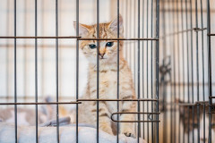 保護猫譲渡会「独身男性はダメです」