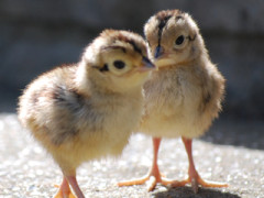 国鳥の雉（キジ）かわいいｗｗｗ（※画像あり）