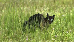 突如空き地に現れた複数のニセ黒猫の謎。その目的は？（アメリカ）