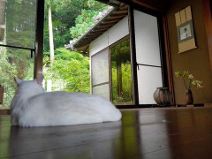 私「あなたの上司（既婚子持ち）に言い寄られて困ってるんだ」片思い中の彼「いや、俺には無理無理！何も言えないよ！！まぁ頑張って！」←保身しか考えてなくて冷めた。さらに・・・