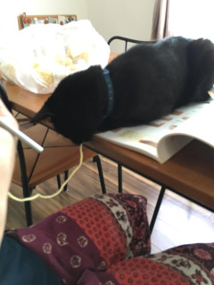 猫って本当にヒモ好きだよね。【再】