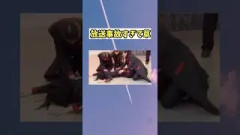 完全に放送事故だよね？アルノどんくさ　#中西アルノ #乃木坂46