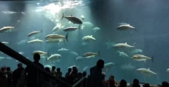 【事故動画】水族館のマグロ、客の前で突然逝くｗｗｗｗ