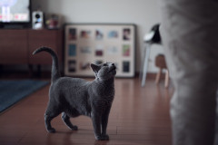 幼稚園の写真選びをしていたら、「動物アレルギー対応希望の場合は、接触のないスタッフが印刷・発送します」との記載を見つけた。ここまで気を使う必要あるのか？