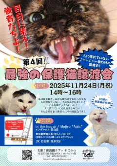 【悲報】保護猫の譲渡を断られた56歳男、女性を殴った疑いで現行犯逮捕