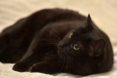 【困惑】生活保護「生活保護はペット飼ったらダメなんですか？」