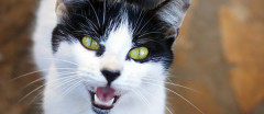 普段から激しく懐いてくる近所の猫に、好奇心からまたたびを与えてみた。かわいい猫が・・・【再】