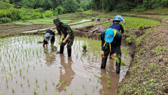「銃を置いて田植えへ」タイ陸軍兵士が農家の稲作支援！