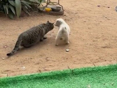 狩りの体勢の猫のすぐ横に白い子犬が座り込む「この作業に必要な子犬の数：0匹」【海外の反応】