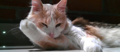 野良猫との距離のつめかたが分からない…誰かテクニシャンいたら教えてくだされ【再】
