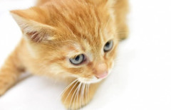 【ペット・社会】「飼育環境が良くないので渡せない」保護猫の譲渡を断られ激高　64歳女性の腕を肘で殴りけがさせたか　56歳アルバイトの男逮捕
