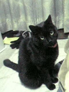 我が家の初代黒猫 19歳まで生きて会話が成立する、賢い子でした【再】