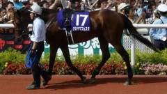 競走馬「ナカヤマフェスタ」死す、衰弱による起立不全のため