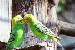 【恐怖】1週間で23羽が死亡…松阪の公園で起きた『インコ大量死』の原因、ガチで闇が深すぎる件…