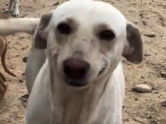 子犬たちがごはんにありついて笑う母犬「その笑顔は人間から覚えたものらしい」【海外の反応】