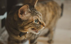 Ｘ民「生活保護費が月13万円くらい。　家賃53,000円、猫の飼育代15,000円を払ったら、残りはたった62,000円。　これでどうやって生きていけばいいの？」