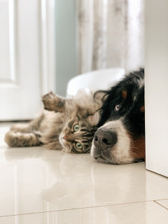 犬とか猫飼ってるやつ、ガチですごい