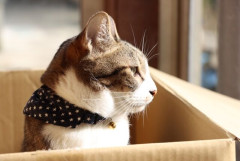 保護ネコ譲渡の女性「飼育環境がよくないので猫をお渡し出来ません」 56歳アルバイト男「👊」