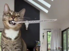 「うちの猫は何でも食べようとします」の字幕に、その猫がかぶりつく【海外の反応】