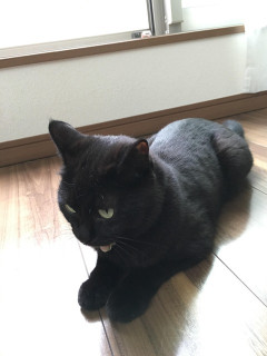 あまえんぼクロ　おなかもふもふクロ 他【再】