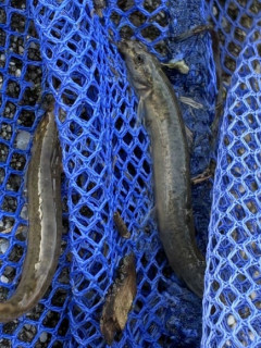熱帯魚欲しいから近所の川にとりにきた
