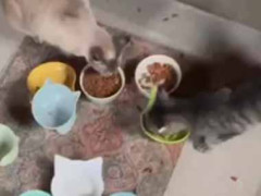 【なんで？】 みんなでゴハンを食べていた。なんだか落ち着かない子がいた → 暴れん坊でした…