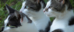 子猫を預かって三日目。  誰か教えてください。  ボクはあと何回・・・【再】
