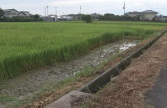 収穫前の稲200キロが何者かによって刈り取られる → ネット民「また外国人か」「東南アジアに成熟前の米を使った料理あるｗ」 → 真相がこちらｗｗｗｗ