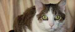 【がんばれ報告者さん】 慣れたら保護しようと狙ってた元飼い猫らしいノラさん。  台風が嫌だったらしく忍び足で家の中に入ってきたが ・・・【再】