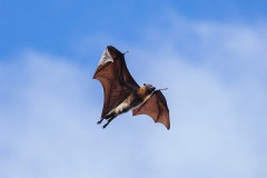 コウモリ「飛ぶの疲れたなぁ…顔面に乗ったろw」→彡(-)(-)→約1ヶ月後に死亡