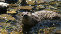 うれしいニュース。米ニューヨークの川で野生のカワウソが100年ぶりに目撃される