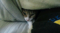 先月ついに捕獲され、野良猫生活に終止符を打ったうちの猫の実母【再】