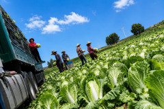 【また中国食品】中国の白菜農場、出荷前に「鮮度を2～3日延ばす処理」→浸していた発がん性物質使用の正体が洒落にならなく中国政府が緊急対応