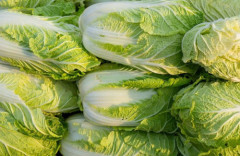【ヤバすぎ】中国、アジア向けに輸出している白菜の鮮度保持のため発がん性物質ホルムアルデヒドに漬けているとの報道… 中国当局が調査へ「道徳的な最低ラインを逸脱した」
