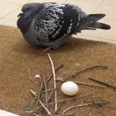 【画像】鳩「卵用の巣か…ふぅ、まぁこんなもんでええやろ」