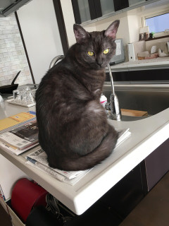 なんで拾ってきた雑種猫がこんなに美しいのか【再】