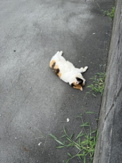 猫が寝転んでた