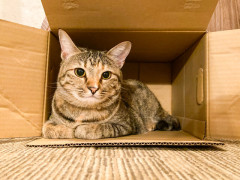 一人暮らしでペット飼ってる奴おるか？