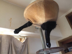 【なんじゃこりゃｗ】うちのクロの写真置いていきますね【再】