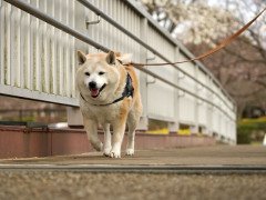 【朗報】犬の飼育で認知症リスク48％低下　