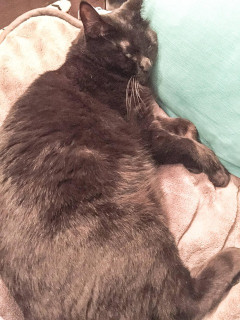 ねこ、だらけすぎ【再】