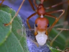 自分の幼虫をくわえて葉を綴じ、巣をつくるツムギアリ「出た、幼虫グルーガン」【海外の反応】