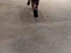 あ…ありのまま今起こった事を話すぜ！犬を預けたらキリンになって帰ってきた。何を言ってるのかわからねーと思うが…