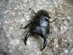 自分が育てたクワガタを盗んだ先輩に呪いをかけたら車に撥ねられた。→呪いは良くないと封印。→就職後、パワハラ上司に再度呪いをかけることに。→結果…
