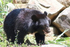 【動画】クマサン、突然キレる