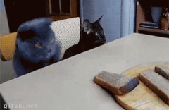 泥棒猫！失敗【再】